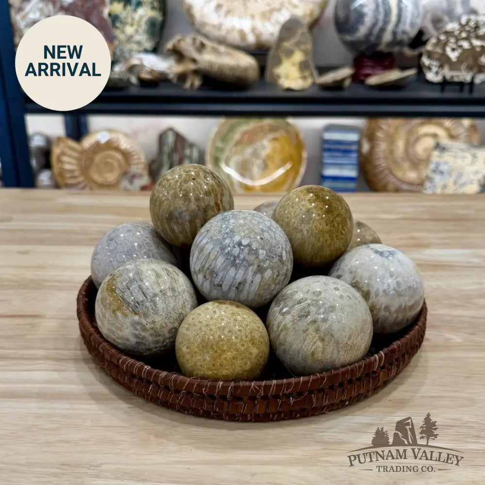 Fossil Coral Spheres | Indonesia - 2’’ - 2.4’’ - Sphere