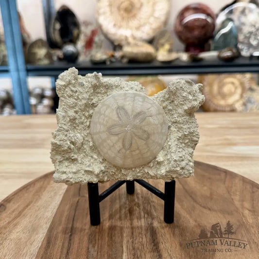 Fossil Sand Dollar in Falun Matrix + Stand 2.5’’ - Fossil Specimen