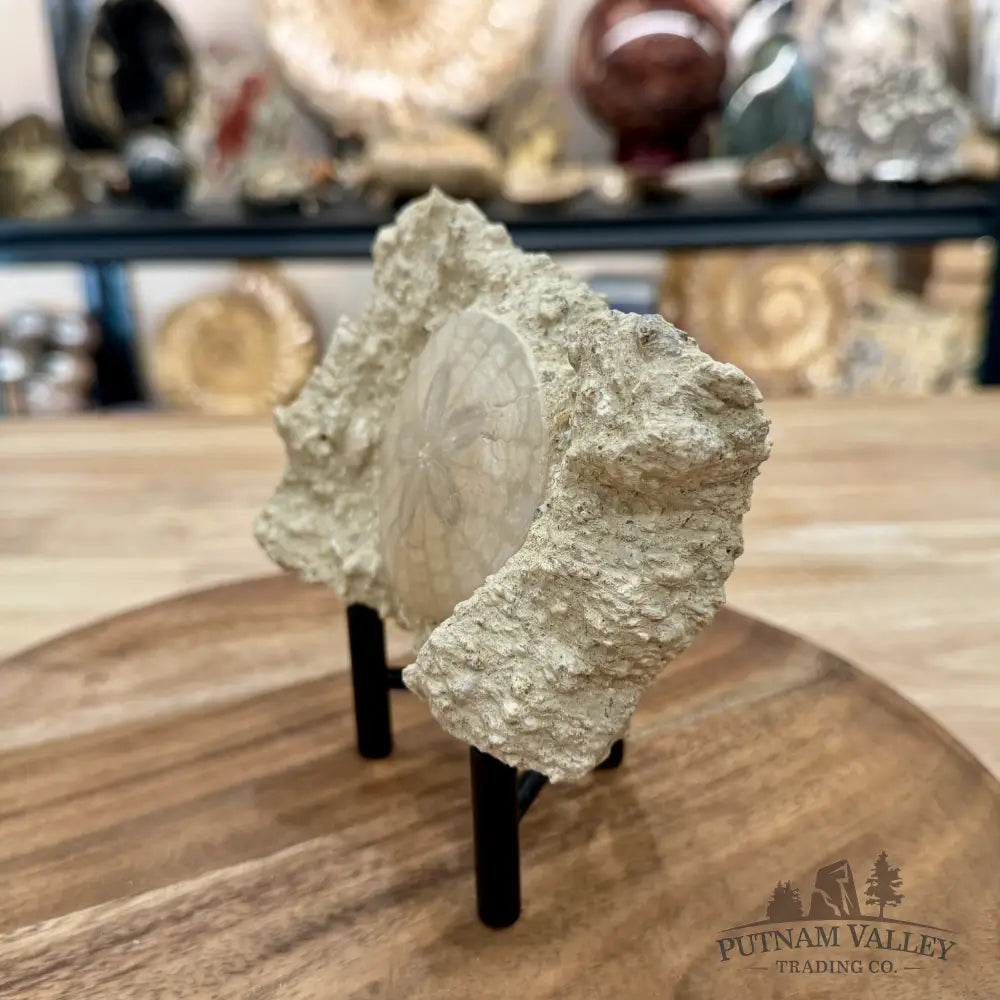 Fossil Sand Dollar in Falun Matrix + Stand 2.5’’ - Fossil Specimen