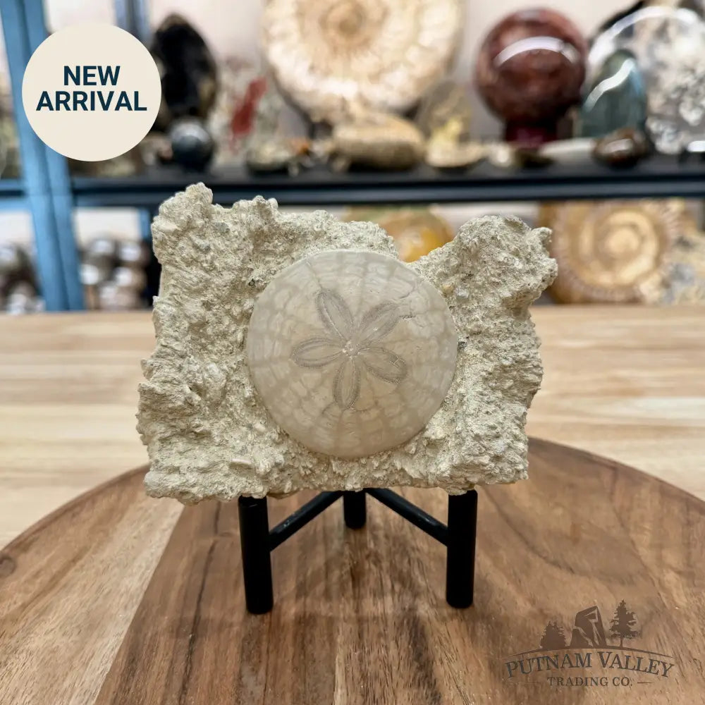 Fossil Sand Dollar in Falun Matrix + Stand 2.5’’ - Fossil Specimen
