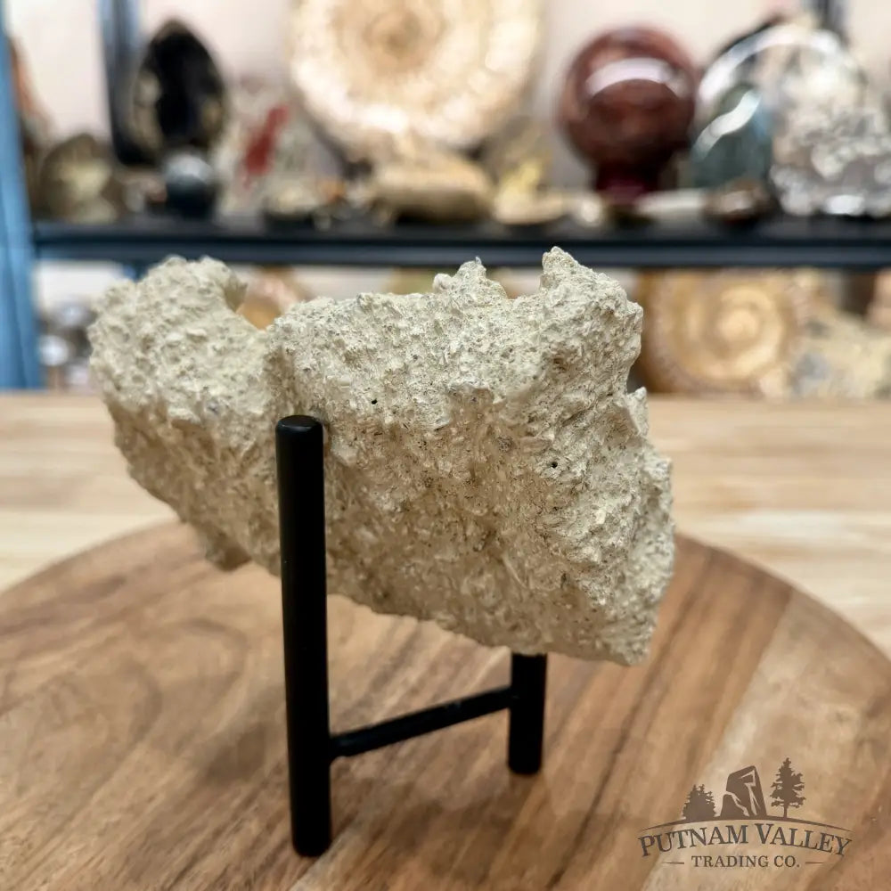 Fossil Sand Dollar in Falun Matrix + Stand 2.5’’ - Fossil Specimen