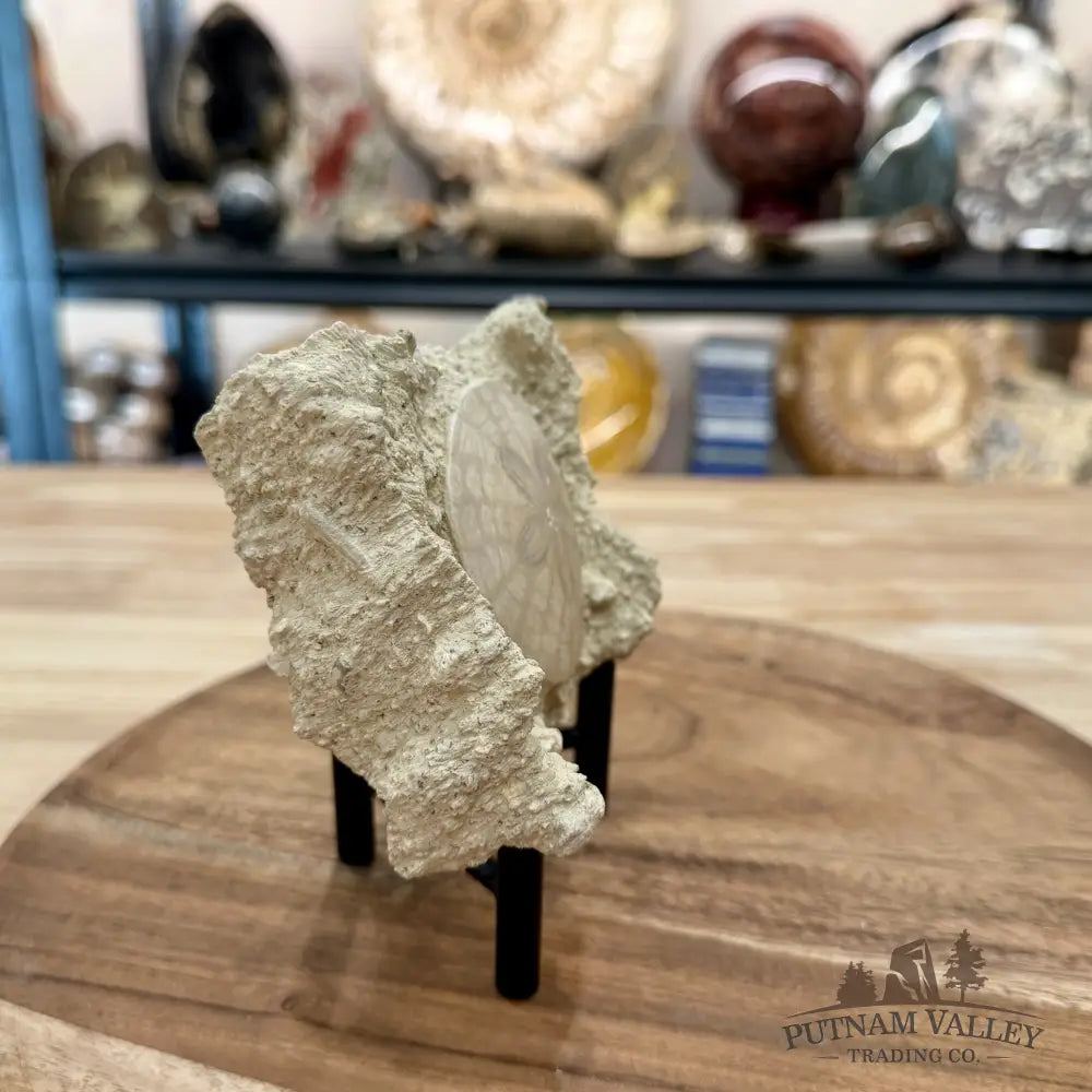 Fossil Sand Dollar in Falun Matrix + Stand 2.5’’ - Fossil Specimen