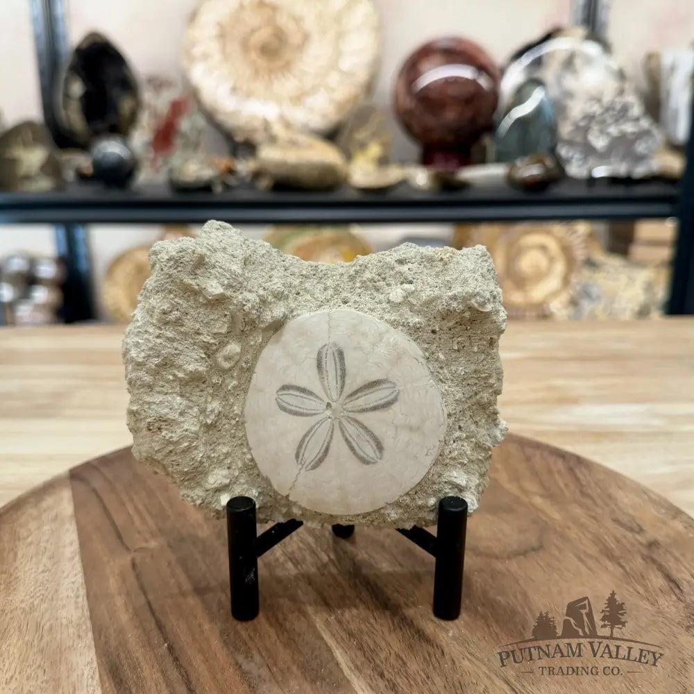 Fossil Sand Dollar in Falun Matrix + Stand 2.55’’ - Fossil Specimen