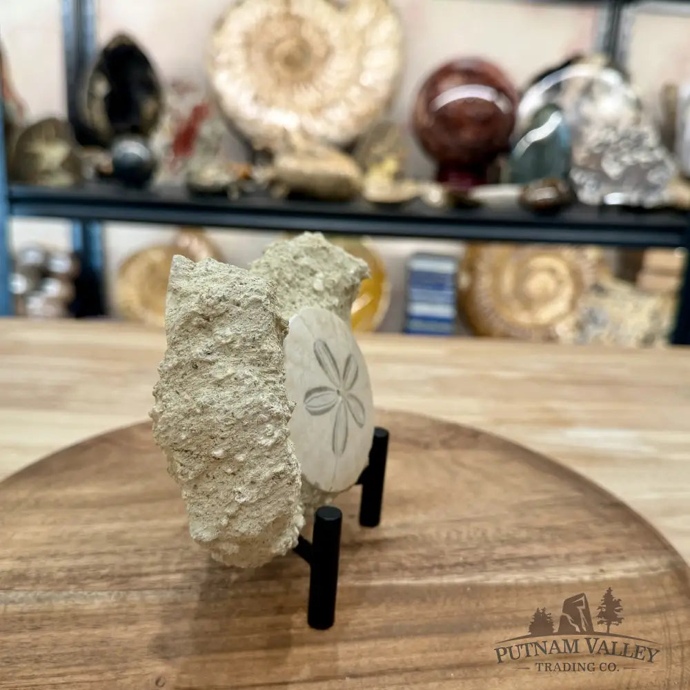 Fossil Sand Dollar in Falun Matrix + Stand 2.55’’ - Fossil Specimen