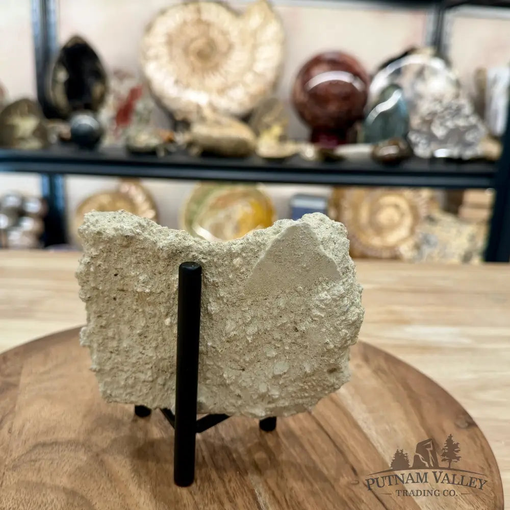 Fossil Sand Dollar in Falun Matrix + Stand 2.55’’ - Fossil Specimen