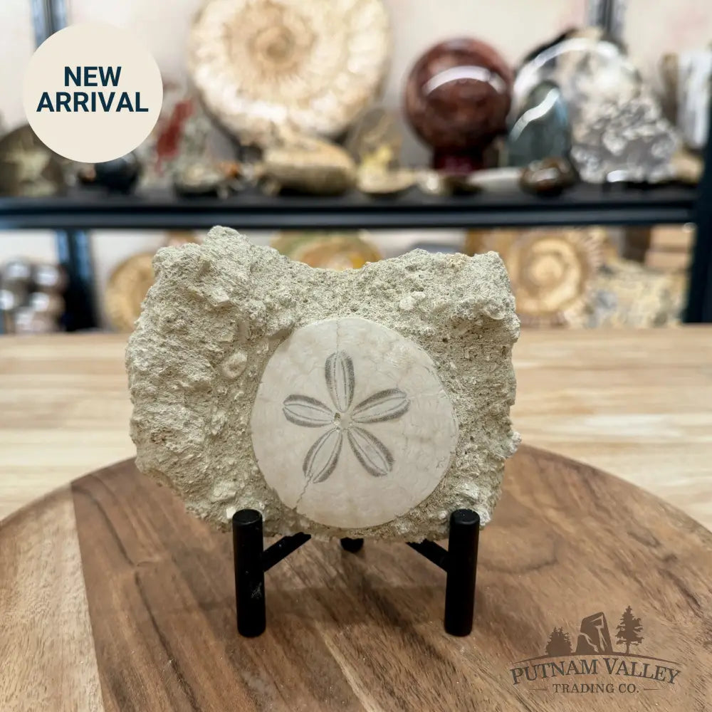 Fossil Sand Dollar in Falun Matrix + Stand 2.55’’ - Fossil Specimen