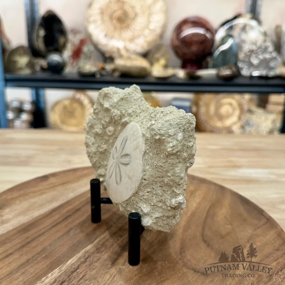 Fossil Sand Dollar in Falun Matrix + Stand 2.55’’ - Fossil Specimen