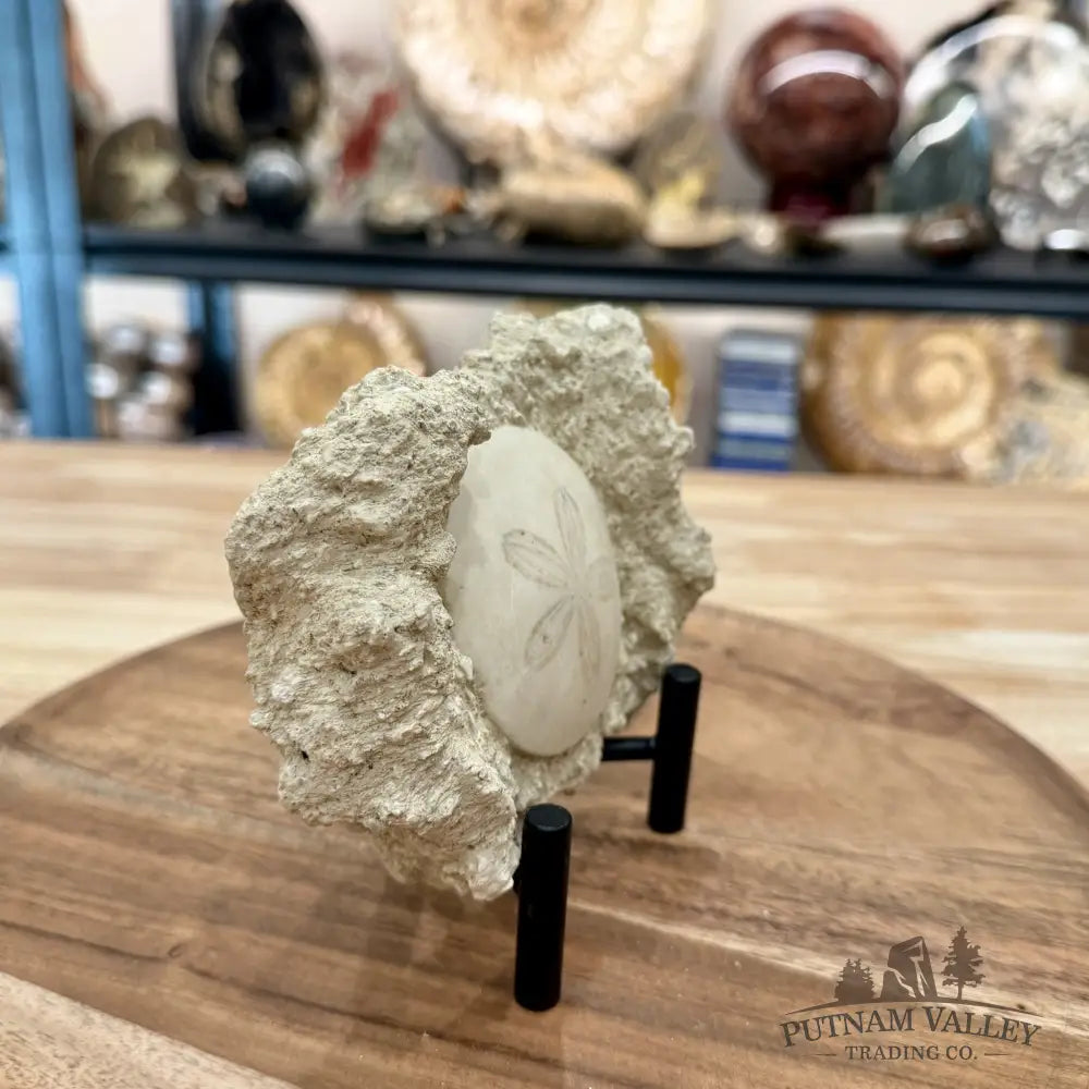 Fossil Sand Dollar in Falun Matrix + Stand 2.6’’ - Fossil Specimen
