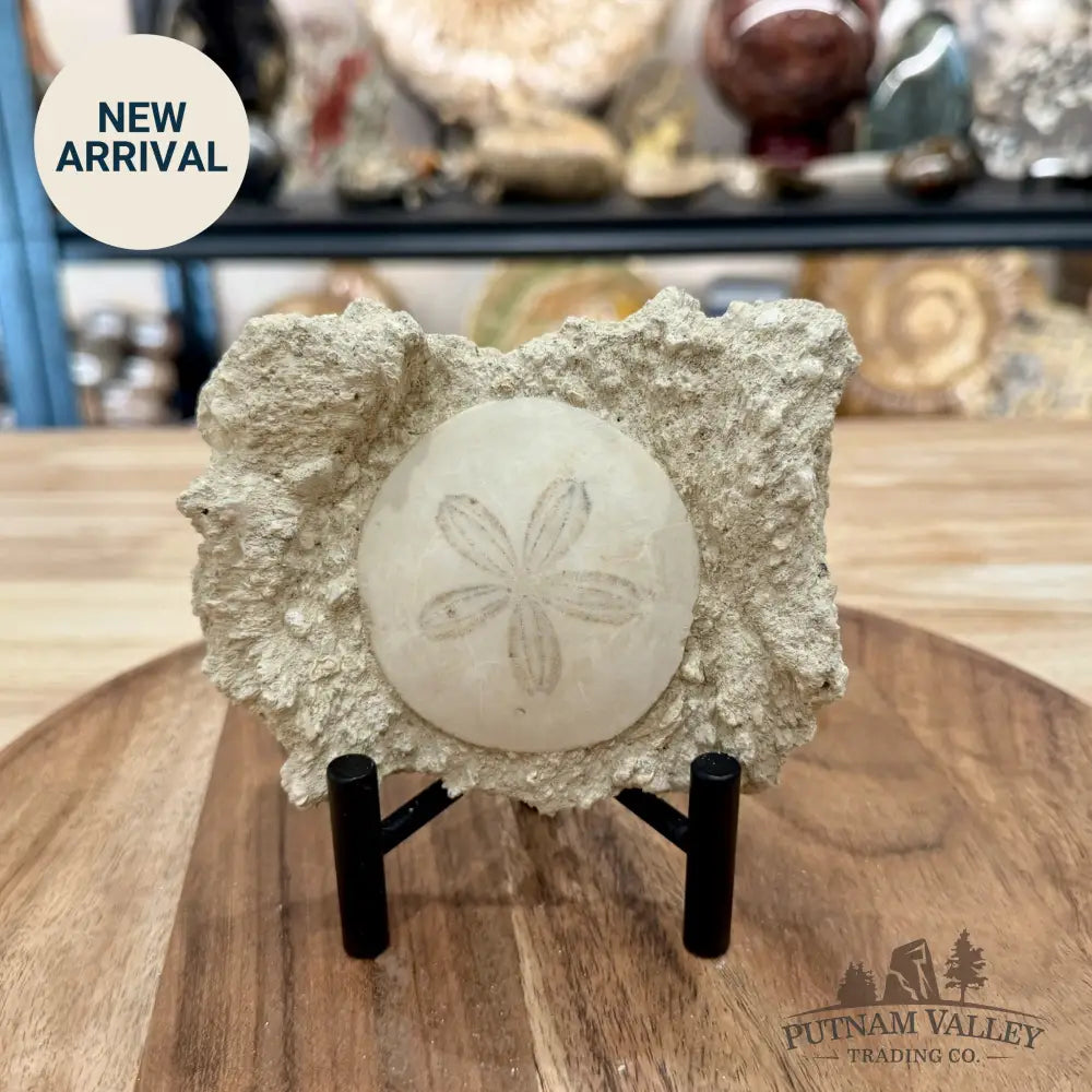Fossil Sand Dollar in Falun Matrix + Stand 2.6’’ - Fossil Specimen