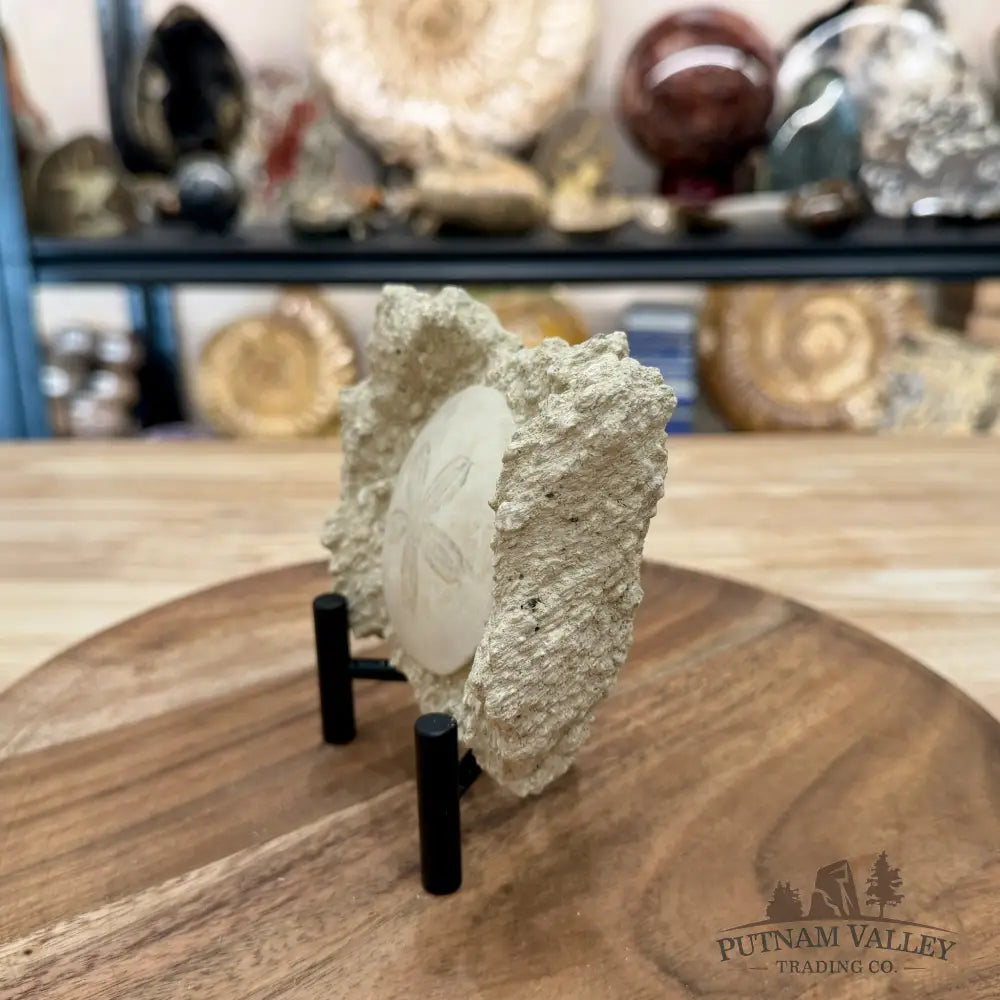 Fossil Sand Dollar in Falun Matrix + Stand 2.6’’ - Fossil Specimen