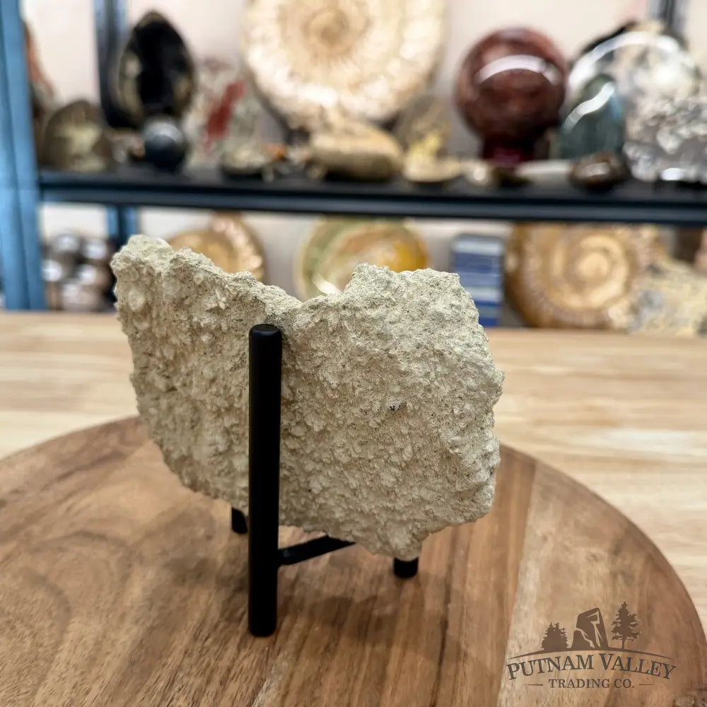Fossil Sand Dollar in Falun Matrix + Stand 2.6’’ - Fossil Specimen