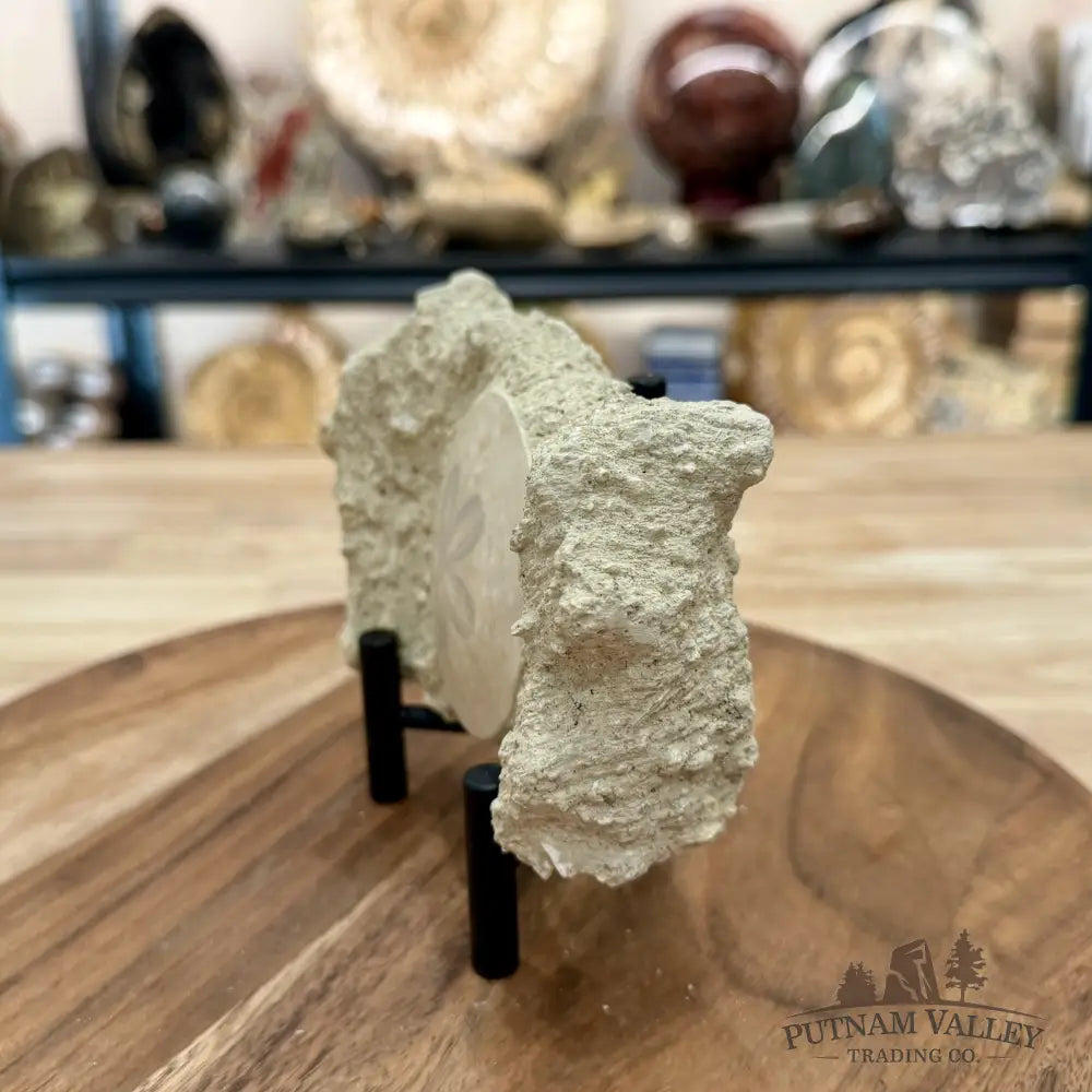 Fossil Sand Dollar in Falun Matrix + Stand 2.63’’ - Fossil Specimen