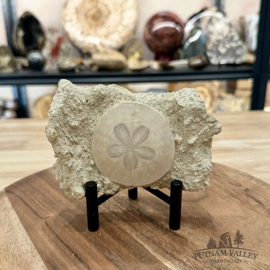 Fossil Sand Dollar in Falun Matrix + Stand 2.63’’ - Fossil Specimen
