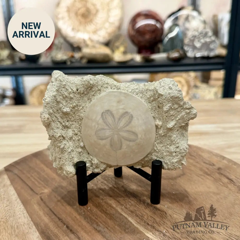 Fossil Sand Dollar in Falun Matrix + Stand 2.63’’ - Fossil Specimen
