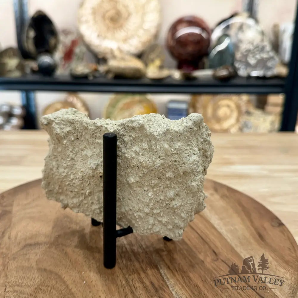 Fossil Sand Dollar in Falun Matrix + Stand 2.63’’ - Fossil Specimen
