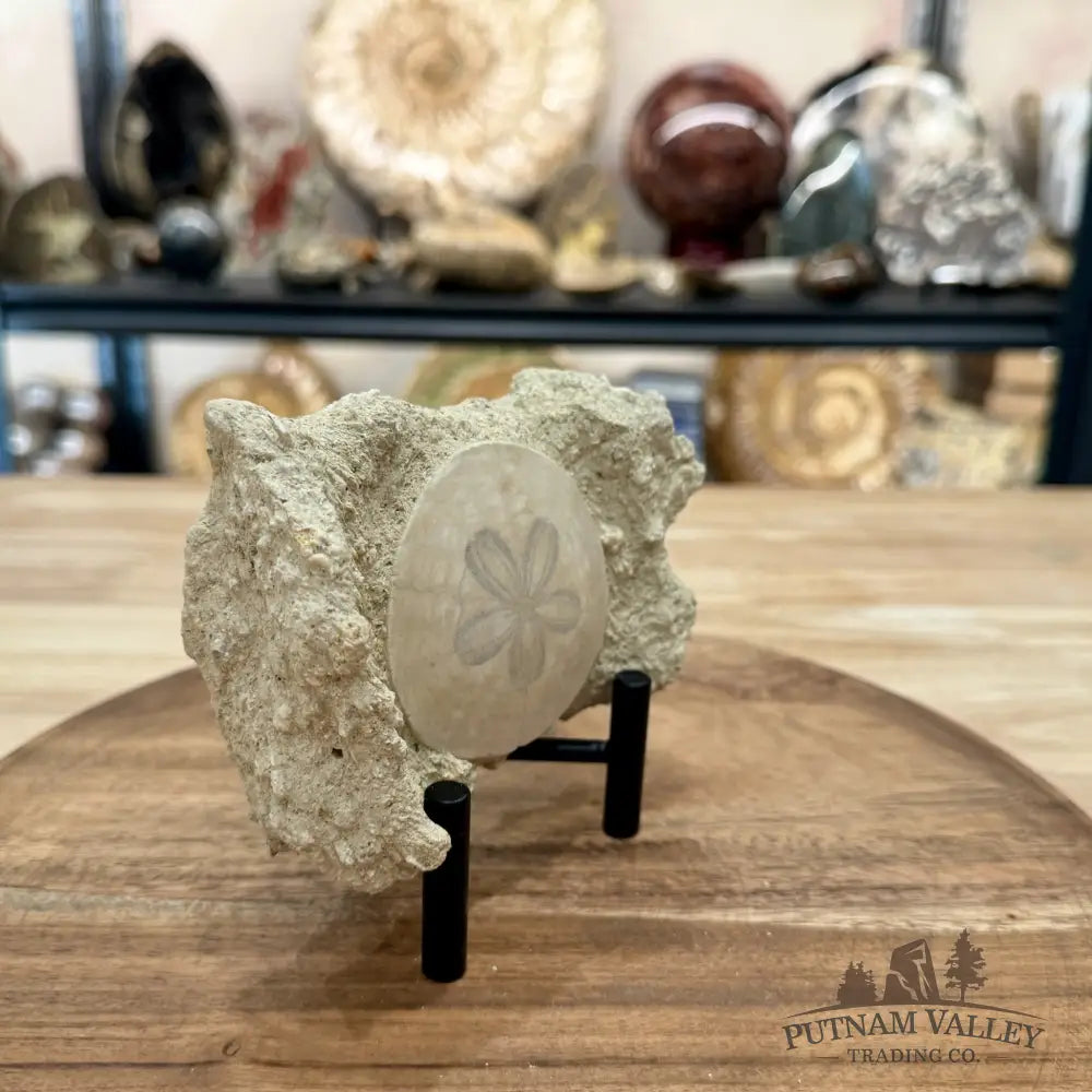 Fossil Sand Dollar in Falun Matrix + Stand 2.63’’ - Fossil Specimen
