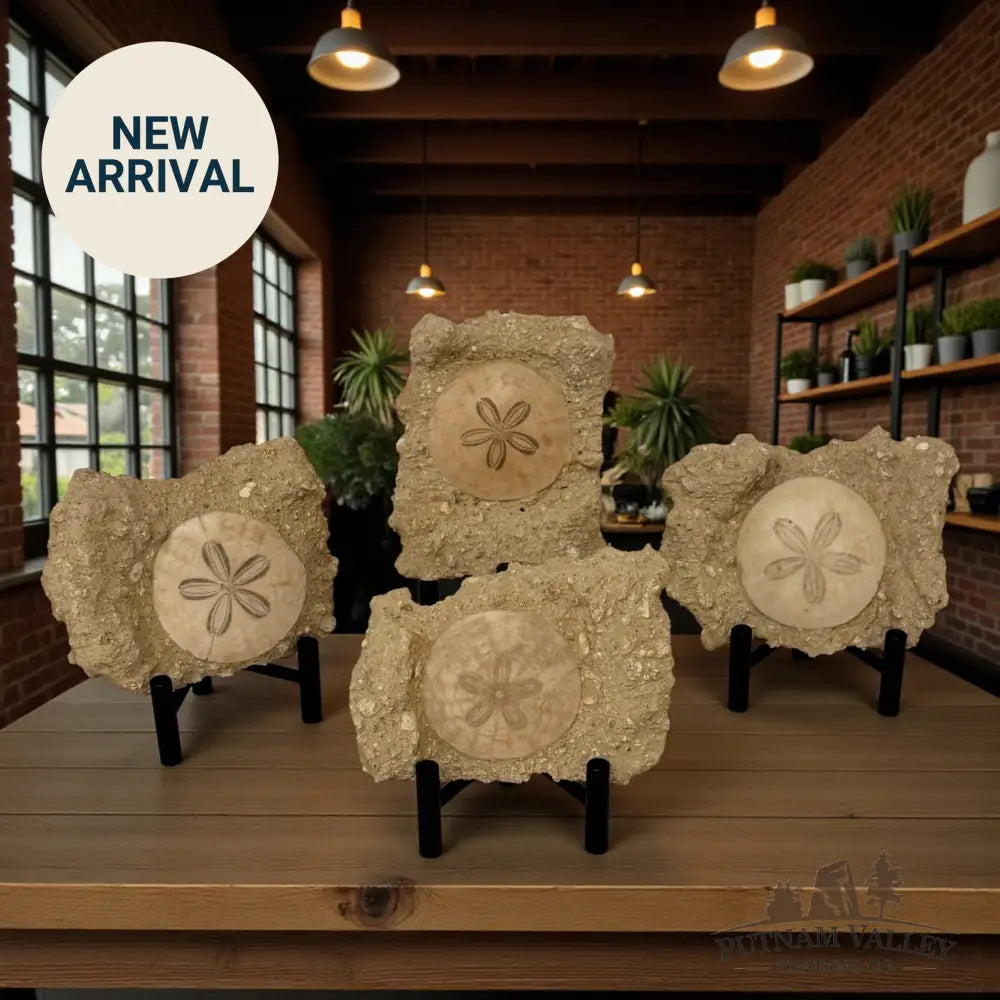 Fossil Sand Dollar in Matrix Fossil Specimen