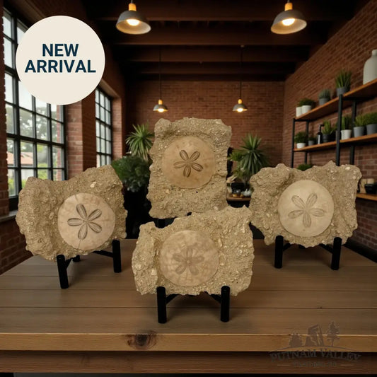 Fossil Sand Dollar in Matrix Fossil Specimen