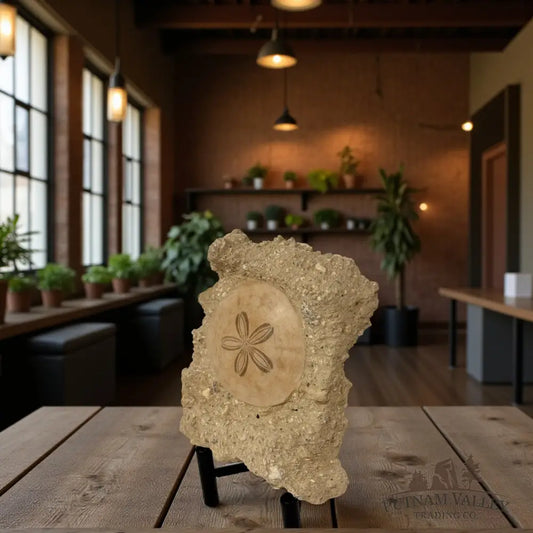 Fossil Sand Dollar in Matrix Fossil Specimen