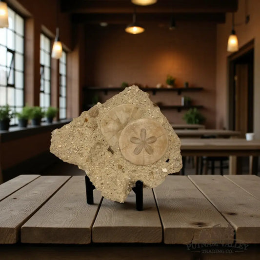 Fossil Sand Dollars in Matrix Fossil Specimen