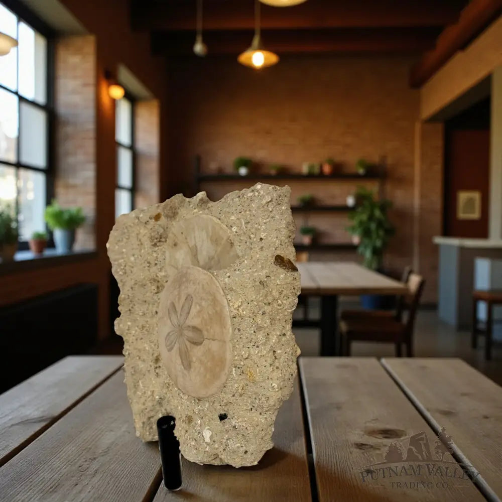 Fossil Sand Dollars in Matrix Fossil Specimen