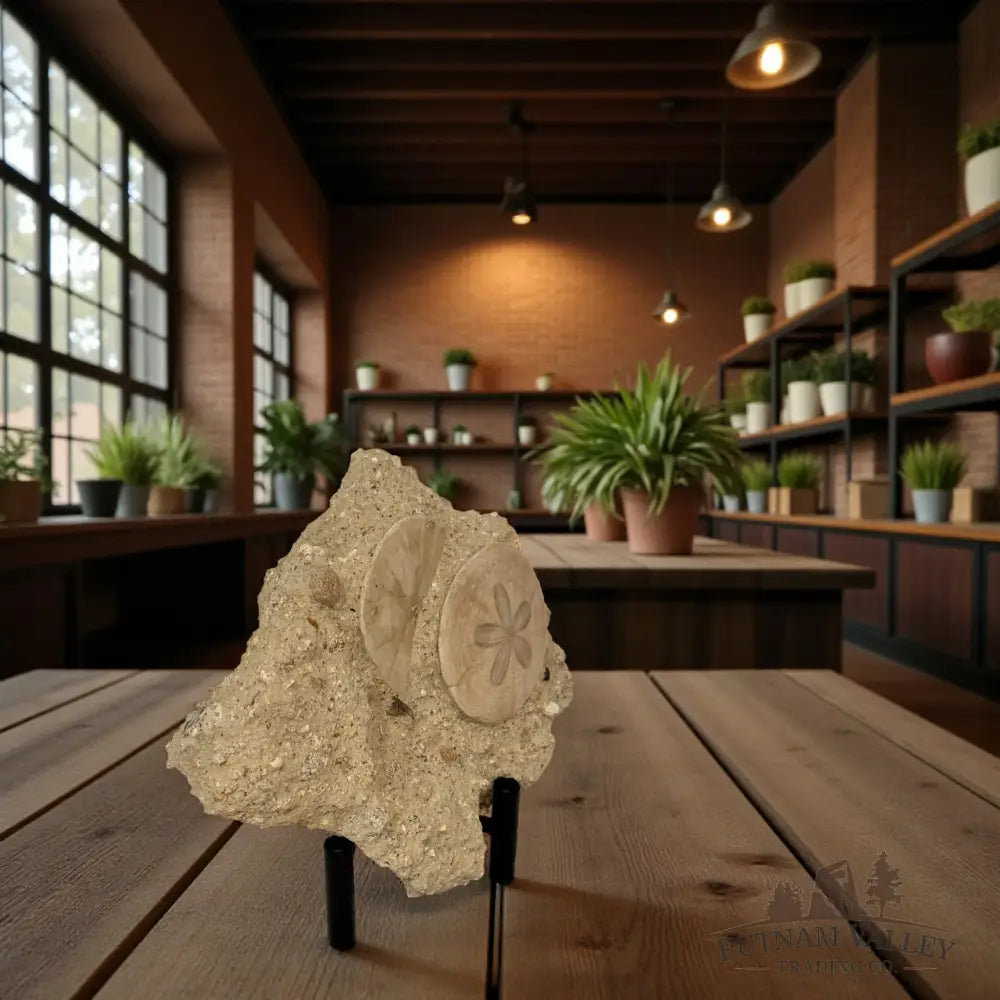 Fossil Sand Dollars in Matrix Fossil Specimen