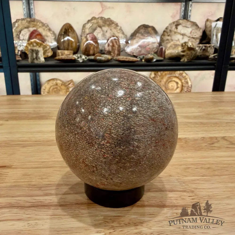 Authentic Fossilized Dinosaur Bone Sphere 3.44’’ Fossil Sphere
