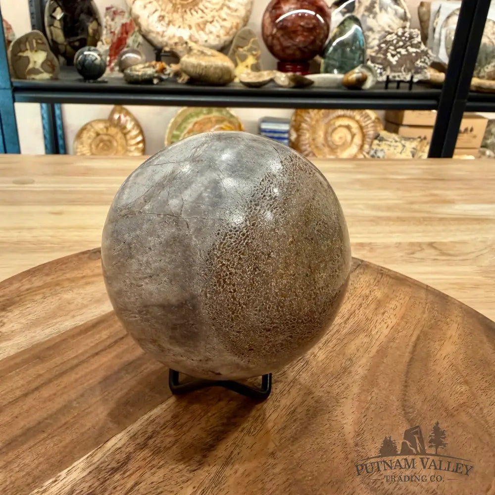 Fossilized Dinosaur Bone Sphere 3.45’’ - Fossil Sphere