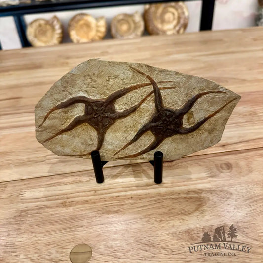 Genuine Double Brittle Star Fossil Fossil