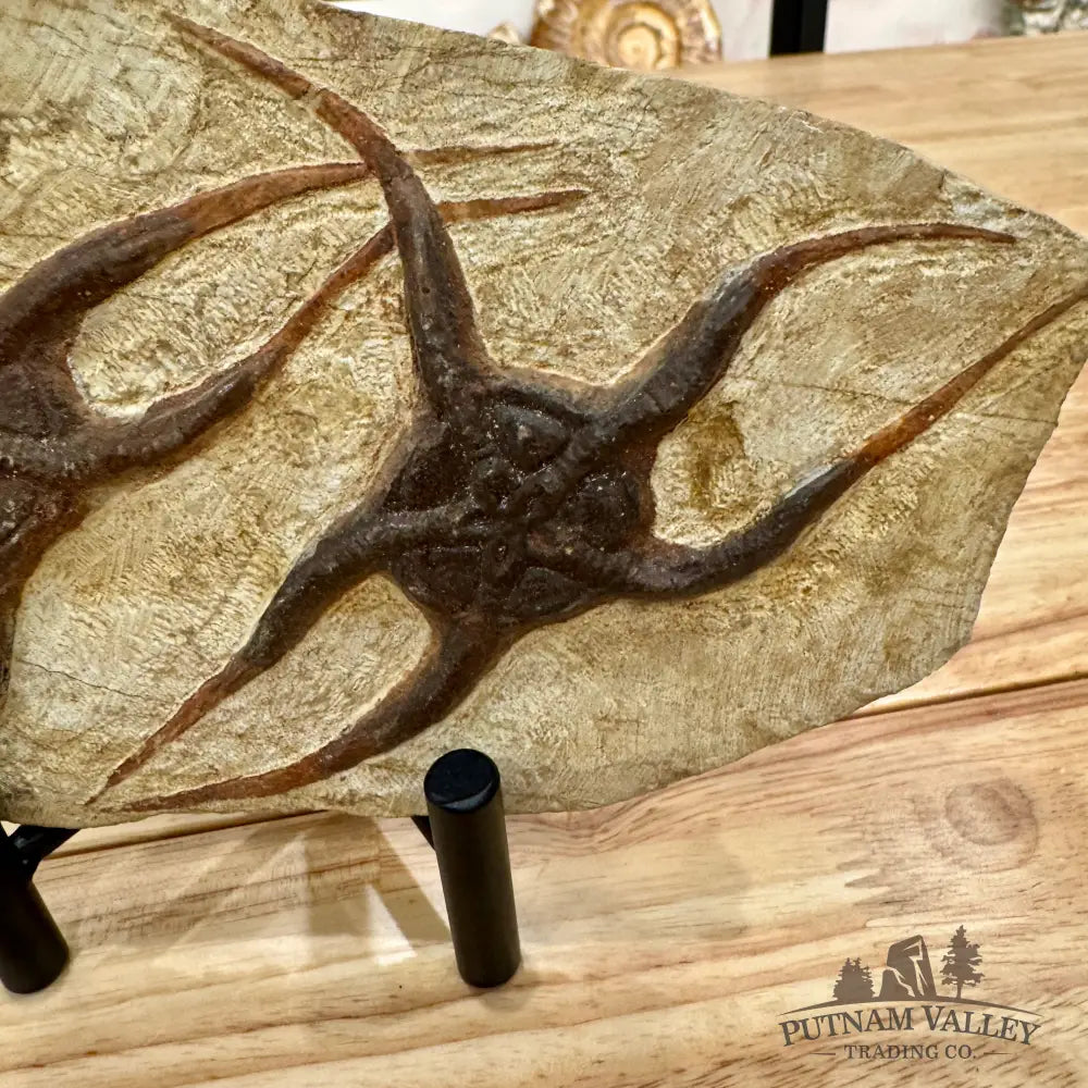 Genuine Double Brittle Star Fossil Fossil