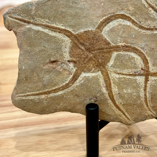 Reserve Double Brittle Star Fossil Fossil