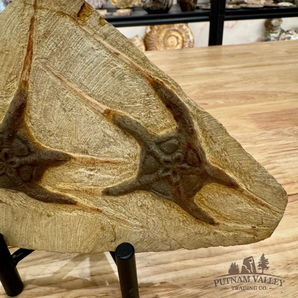 Genuine Double Brittle Star Fossil Fossil