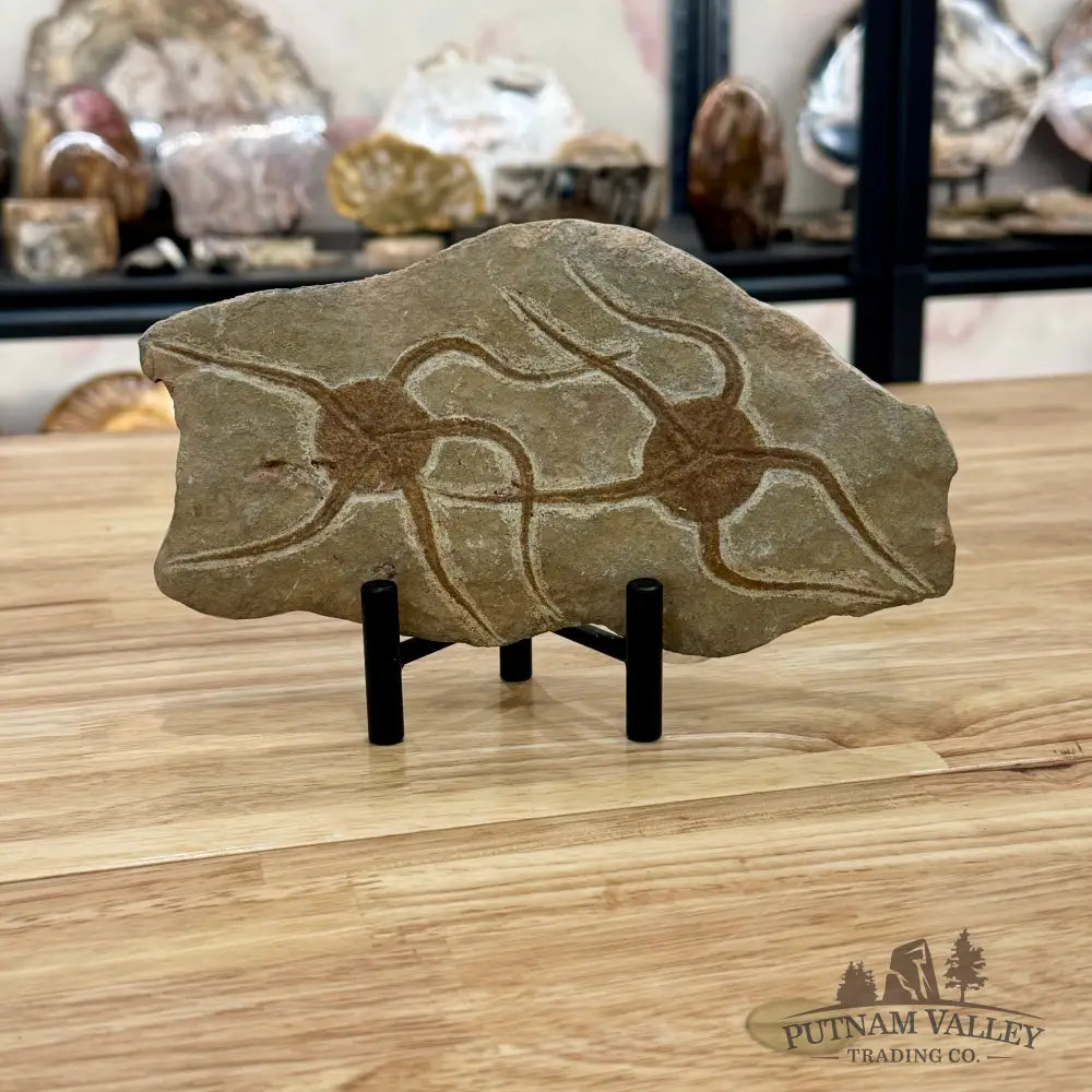 Reserve Double Brittle Star Fossil Fossil