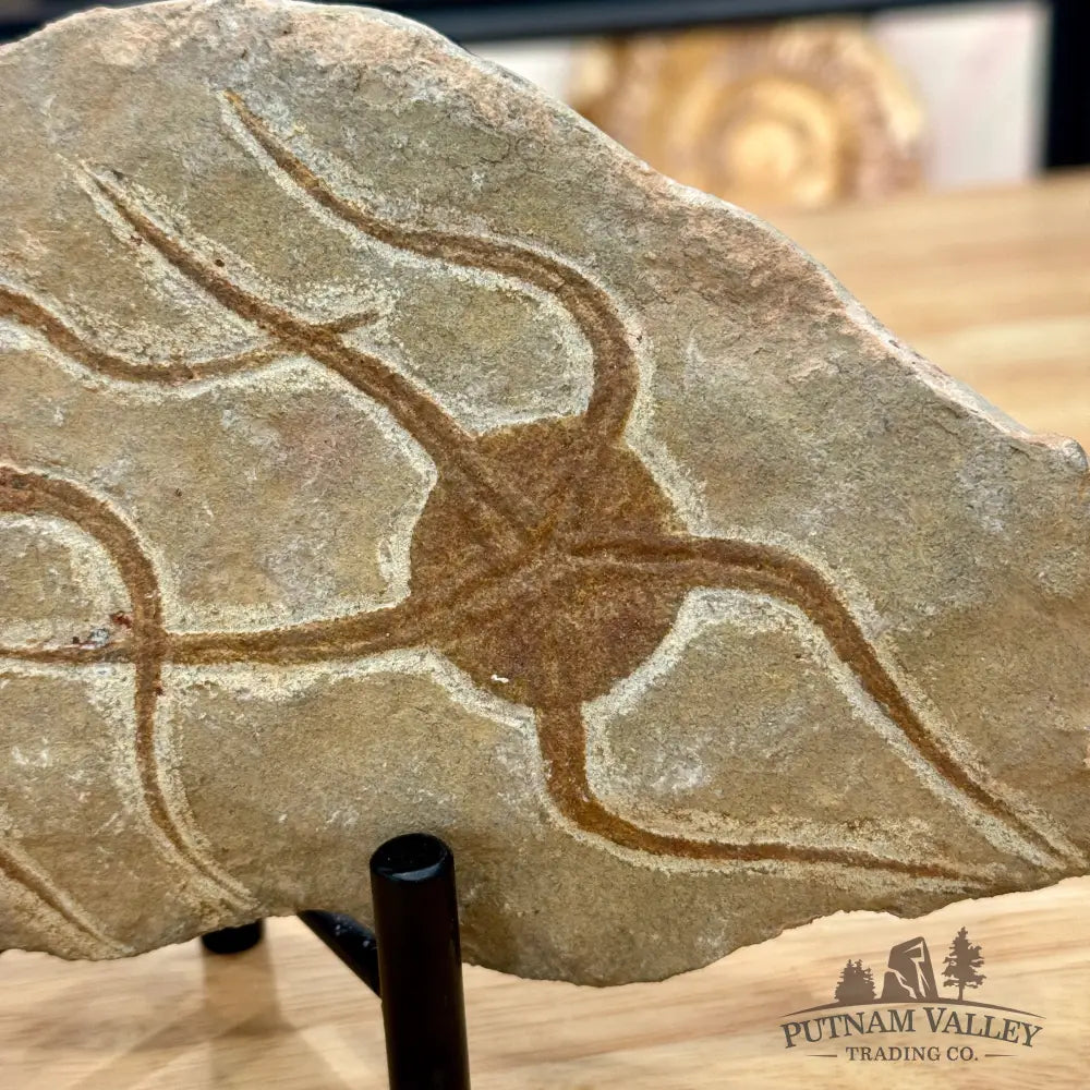 Reserve Double Brittle Star Fossil Fossil