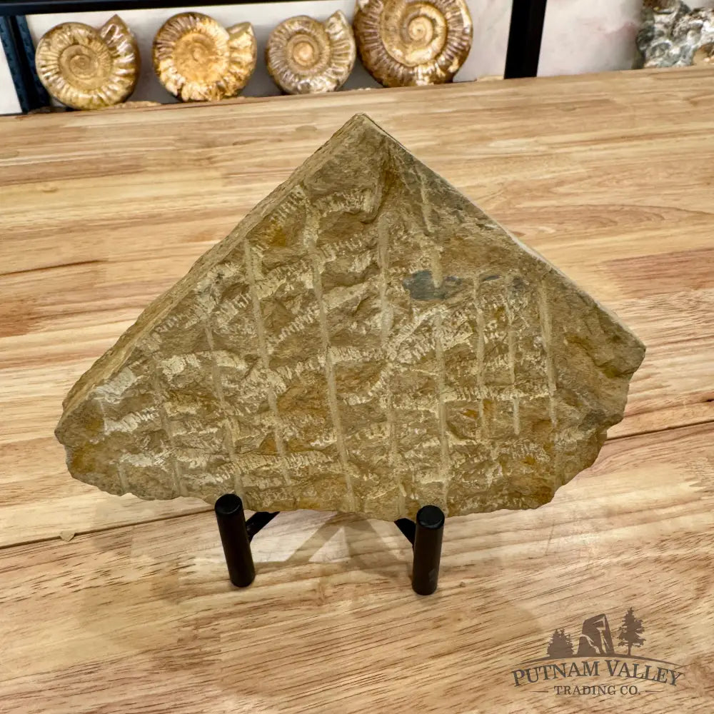 Genuine Double Brittle Star Fossil Fossil