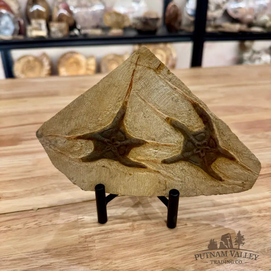 Genuine Double Brittle Star Fossil Fossil