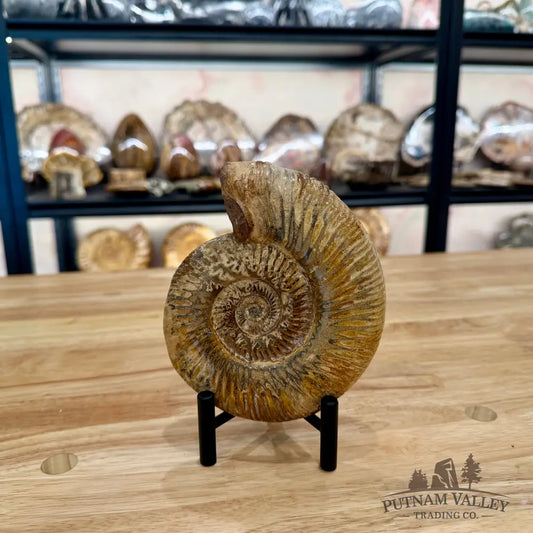 Genuine Jurassic Ammonite Fossil 5.65’’ Fossil Specimen