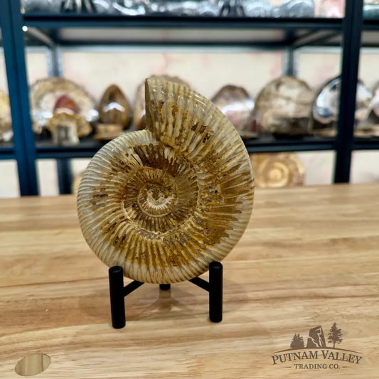 Genuine Jurassic Ammonite Fossil 5.5’’ Fossil Specimen