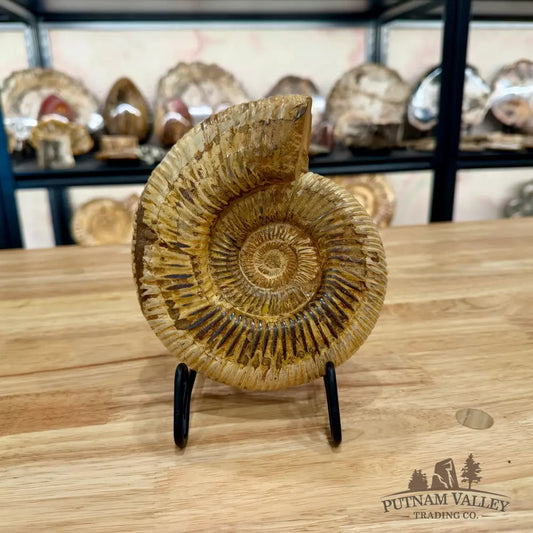 Genuine Jurassic Ammonite Fossil 6.36’’ Fossil Specimen