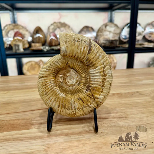 Genuine Jurassic Ammonite Fossil 6.36’’ Fossil Specimen