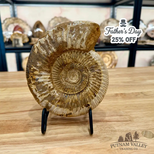 Genuine Jurassic Ammonite Fossil 6.86’’ Fossil Specimen
