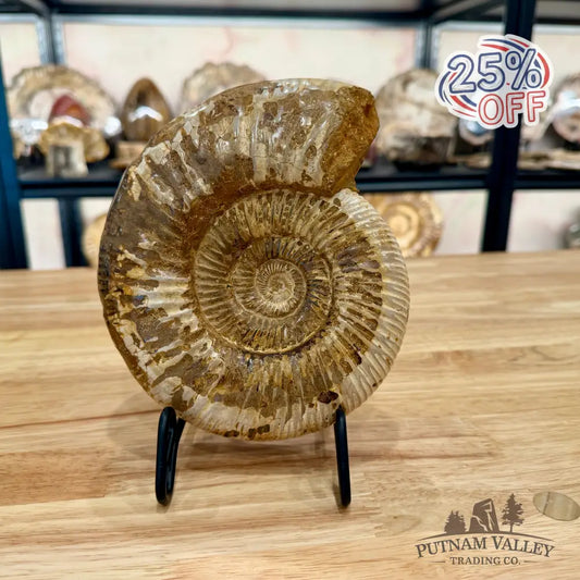 Genuine Jurassic Ammonite Fossil 6.86’’ Fossil Specimen