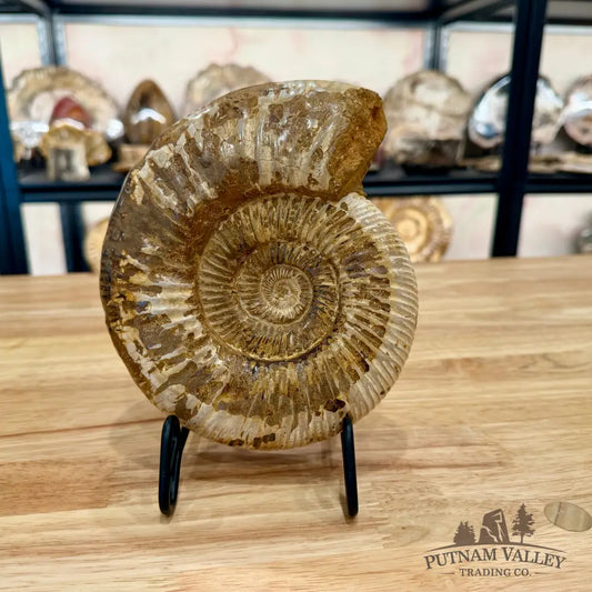 Genuine Jurassic Ammonite Fossil 6.86’’ Fossil Specimen