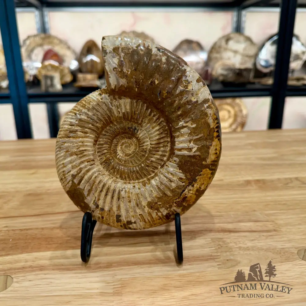 Genuine Jurassic Ammonite Fossil 6.86’’ Fossil Specimen
