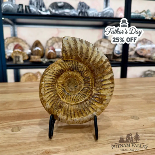 Genuine Jurassic Ammonite Fossil Fossil Specimen
