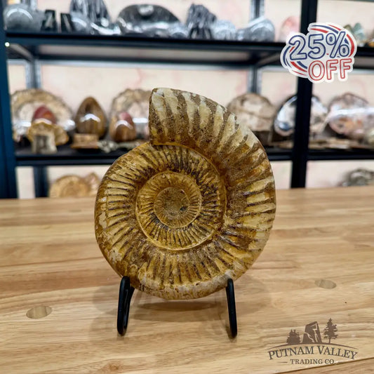 Genuine Jurassic Ammonite Fossil Fossil Specimen