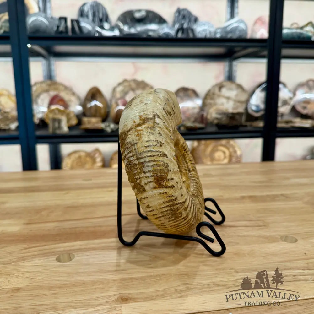 Genuine Jurassic Ammonite Fossil Fossil Specimen