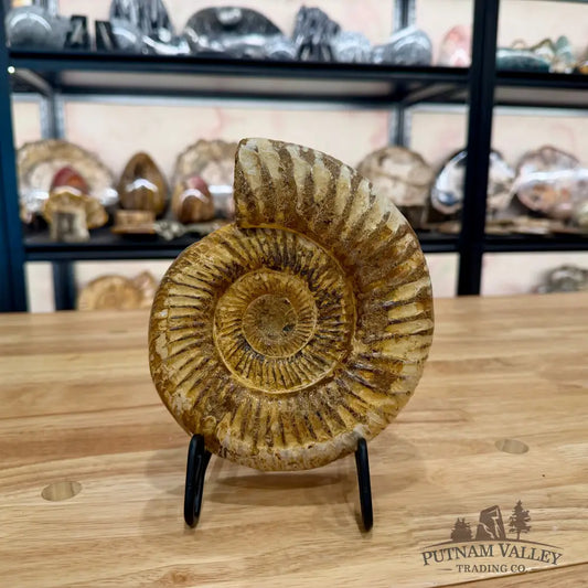 Genuine Jurassic Ammonite Fossil Fossil Specimen