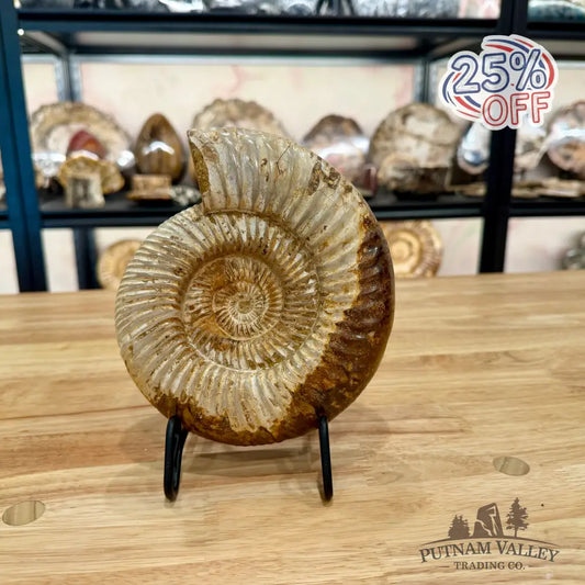 Genuine Jurassic Ammonite Fossil 7.1’’ Fossil Specimen