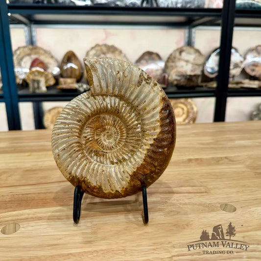 Genuine Jurassic Ammonite Fossil 7.1’’ Fossil Specimen